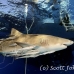 shark_lemon_ft_lbb_h_4100_bah4779.jpg